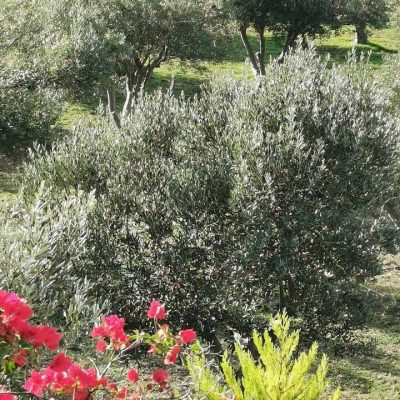 Lyrous Country House